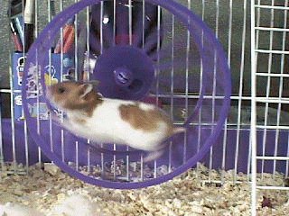 Hamster2