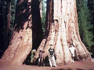 Mariposa Grove