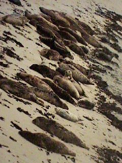 Seals from Cypress Point