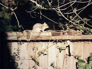 Squirrel in back yard