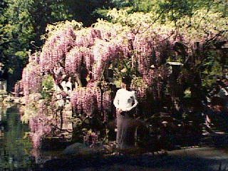 Wisteria in Hakone Garden