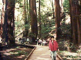 Muir Woods 1