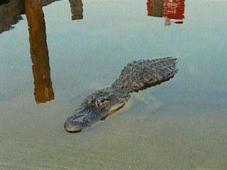 Everglades National Park 3