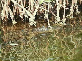 Everglades National Park 2