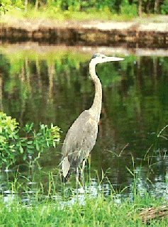 Everglades National Park 4