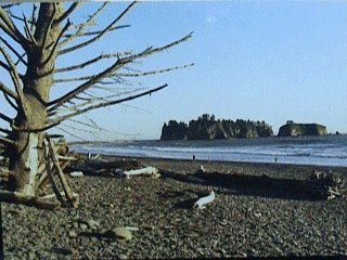 Olympic Coast