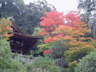 chionin-momiji