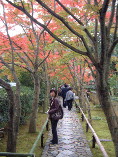 koetsuji-momiji1