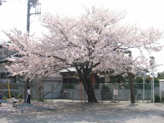 shogakkonosakura2