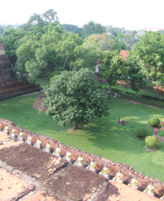 ayutthaya3