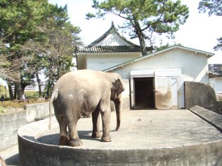 小田原城4