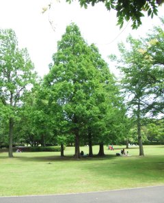 大庭城址公園5