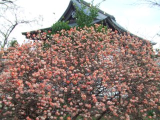 耕雲寺2