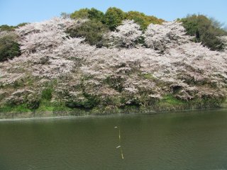 千鳥ヶ淵10