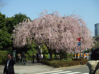 しだれ桜