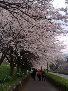 伊勢原市総合運動公園3