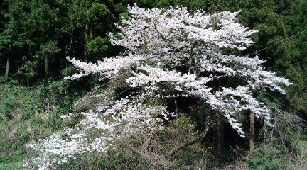 ひな祭り10