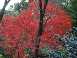 長岡天満宮10