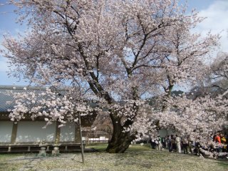 醍醐寺9