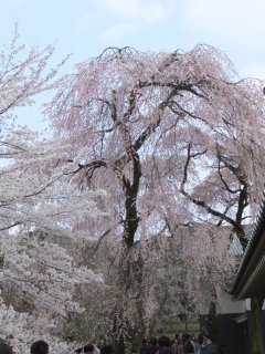 醍醐寺11