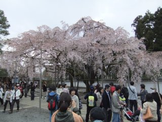 醍醐寺15