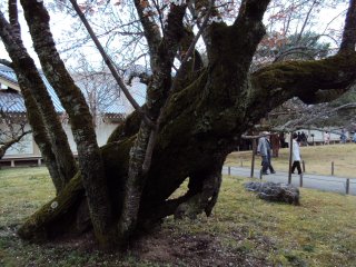 醍醐寺16