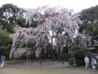 醍醐寺19