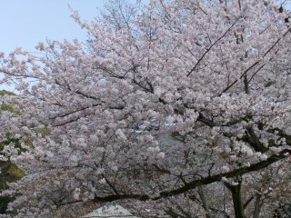 醍醐寺6