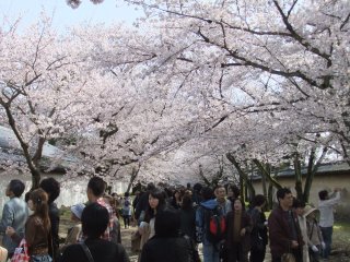 醍醐寺7