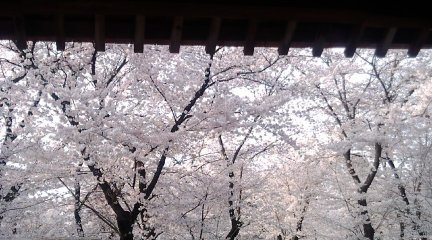 平野神社1