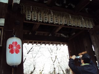 平野神社2