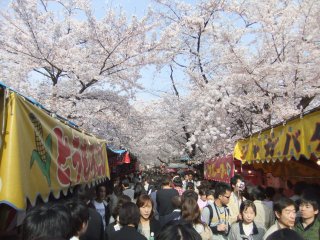 平野神社3