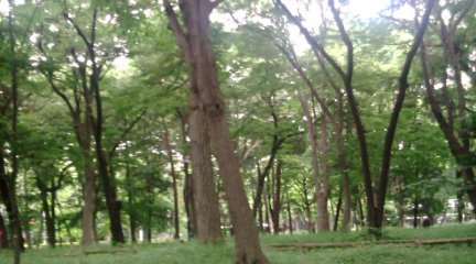 井の頭公園2