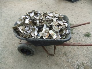 Tomales Bay Oyster Company5