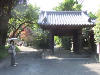 八重山吹