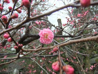 2012北野天満宮