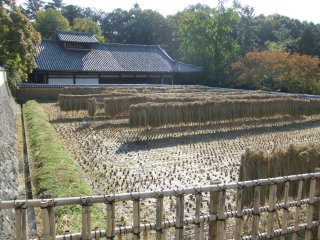 東大寺35