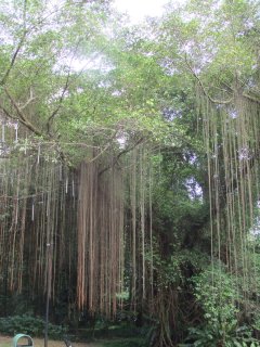 幹から垂れ下がる根（？）を持つ木