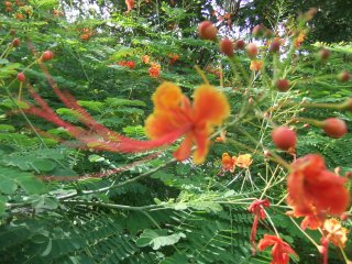 長いおしべを持つオレンジ色の花