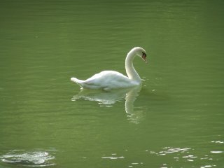 SwanLake2