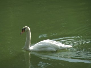 SwanLake3