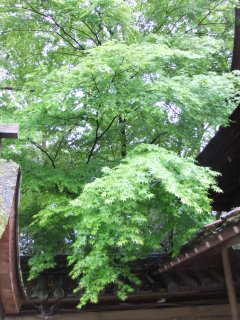 河合神社5