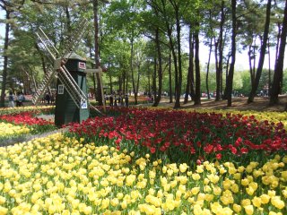 ひたち海浜公園10