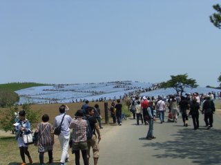 ひたち海浜公園11