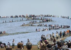 ひたち海浜公園14