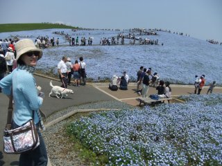 ひたち海浜公園16