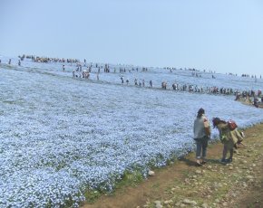 ひたち海浜公園20