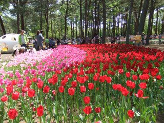 ひたち海浜公園5