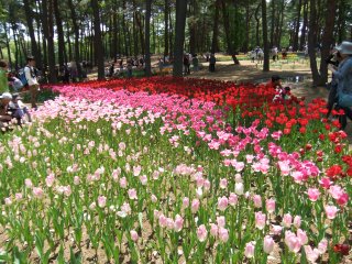 ひたち海浜公園6