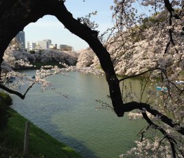 東京での花見